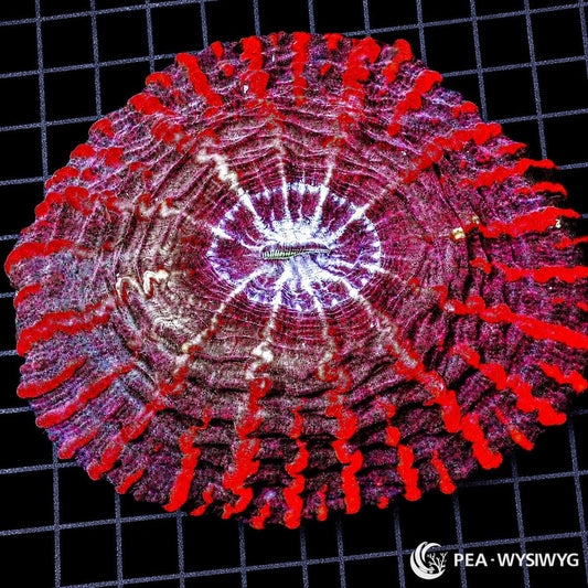 Red Striped Indophyllia LPS coral colony WYSIWYG with red striping and purple white center