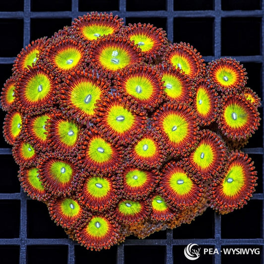 Inferno Zoanthids Zoanthus sp. WYSIWYG coral with fluorescent yellow-green centers, fiery orange-red oral discs, burgundy skirts, and pale mouths