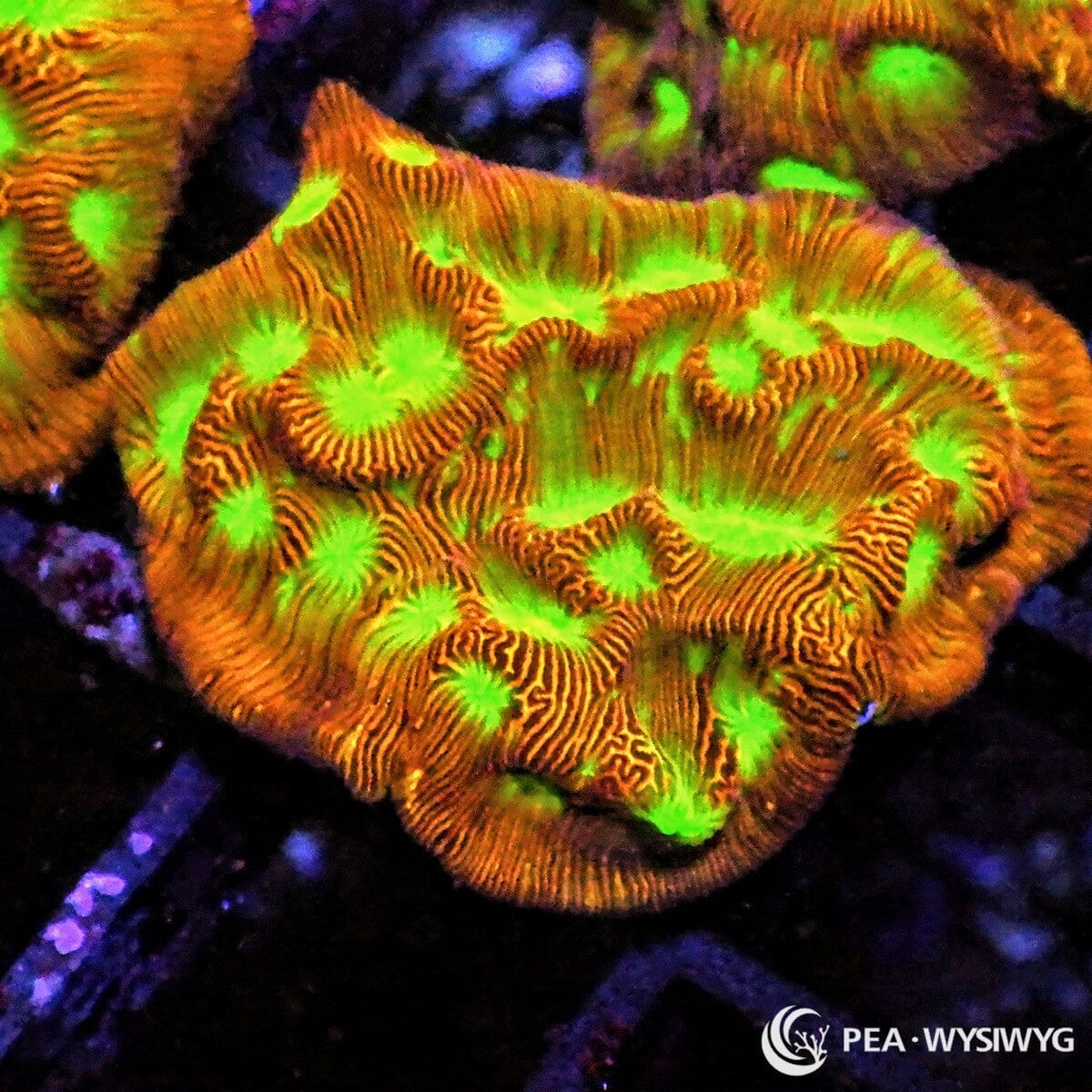 Jack O Lantern Leptoseris coral with orange body and glowing green eyes, WYSIWYG under $25 coral frag from Pacific East Aquaculture