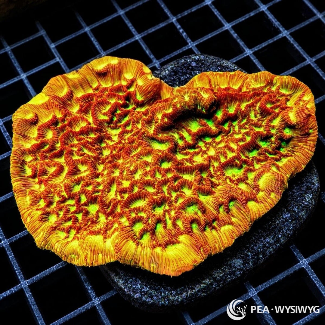 Jack-O-Lantern Leptoseris Leptoseris sp. coral colony with fluorescent orange-gold tissue, red ridges, and bright yellow-green corallite centers