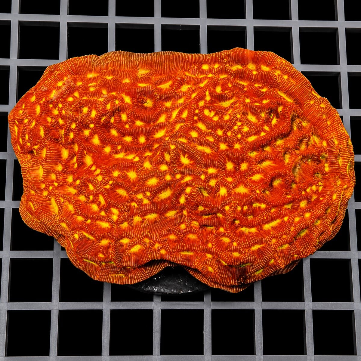 Jack-O-Lantern Leptoseris Leptoseris species orange LPS coral colony