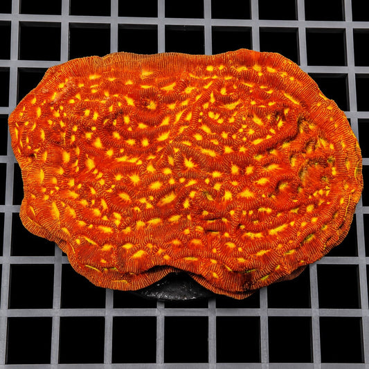 Jack-O-Lantern Leptoseris Leptoseris species orange LPS coral colony