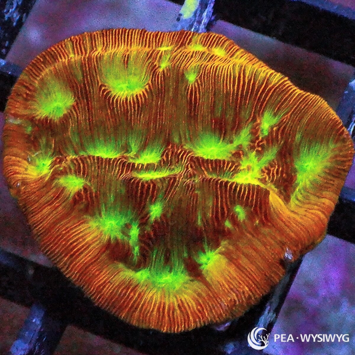 Jack O Lantern Leptoseris Leptoseris sp. WYSIWYG coral frag with orange golden plating tissue, glowing green centers, and fine ridged encrusting growth