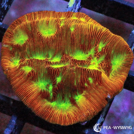 Jack O Lantern Leptoseris Leptoseris sp. WYSIWYG coral frag with orange golden plating tissue, glowing green centers, and fine ridged encrusting growth