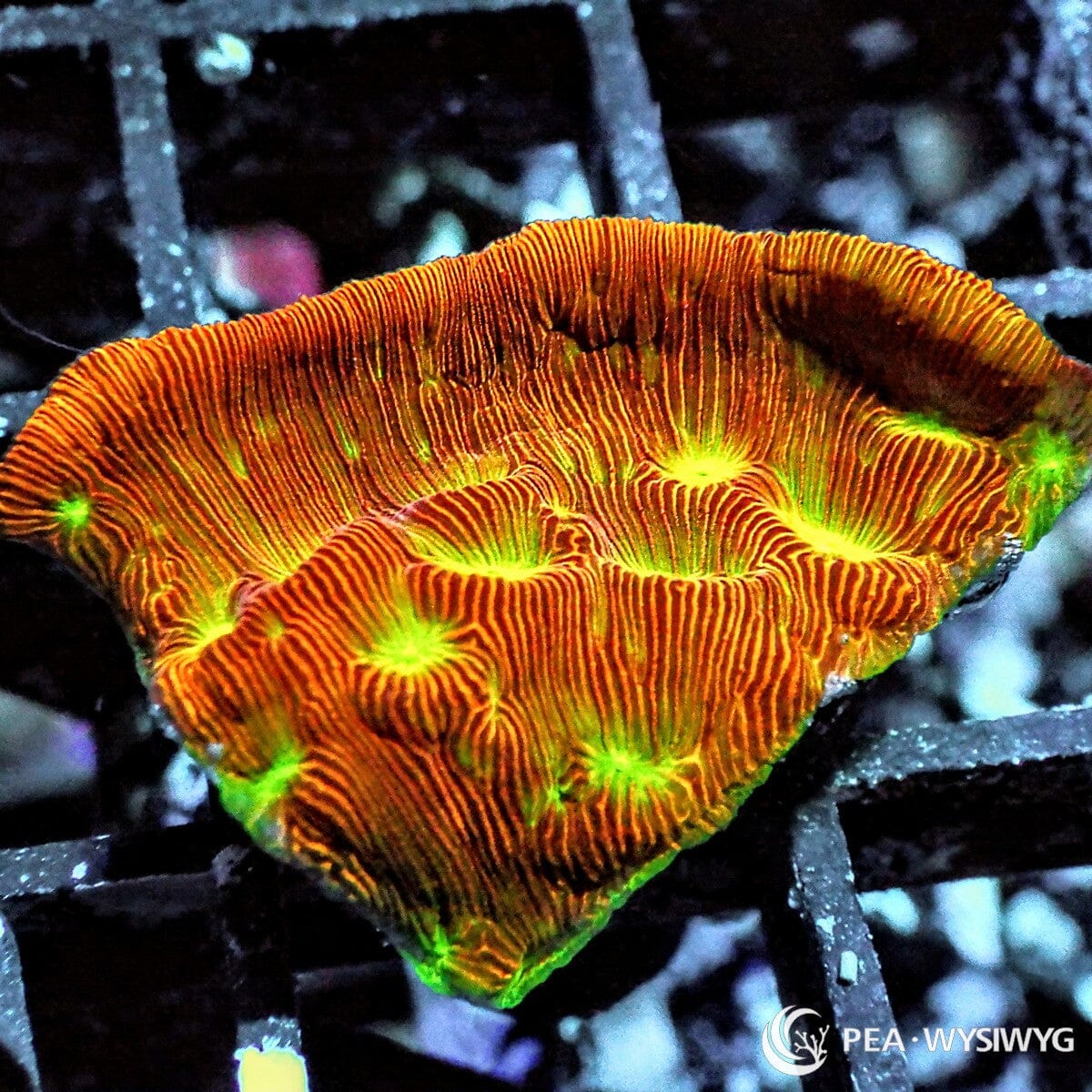 Jack-O-Lantern Leptoseris Leptoseris species WYSIWYG Under $25 coral frag
