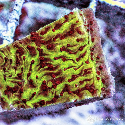 Jedi Mind Trick Montipora Montipora sp. WYSIWYG coral frag with bright green yellow tissue, deep red polyp accents, and textured encrusting growth