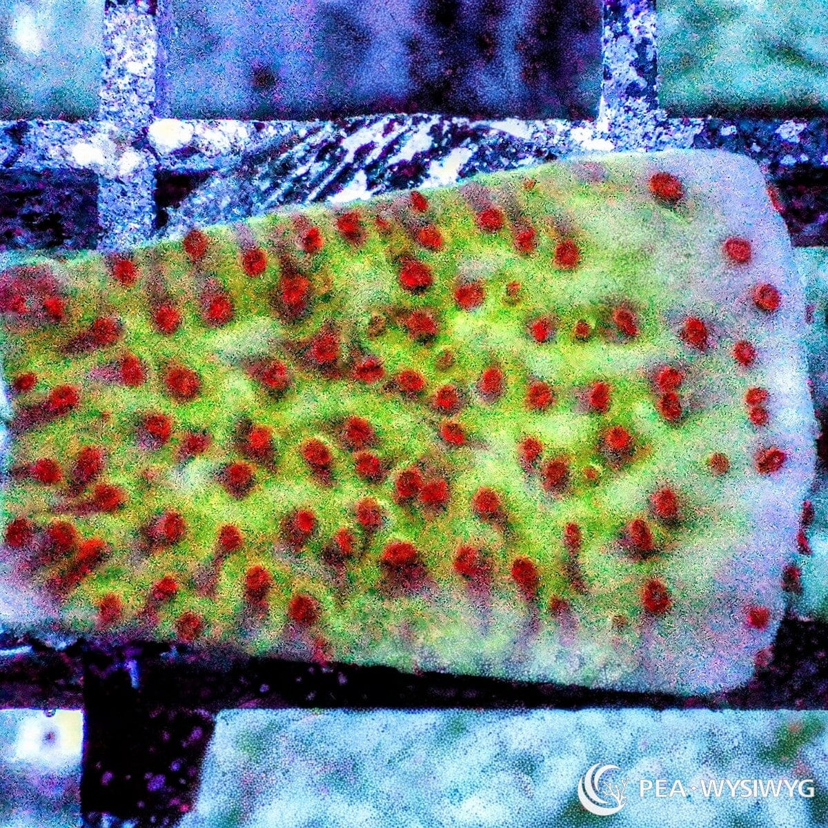 Jedi Mind Trick Plating Montipora Montipora sp. WYSIWYG coral with fluorescent green tissue and contrasting red-orange polyps