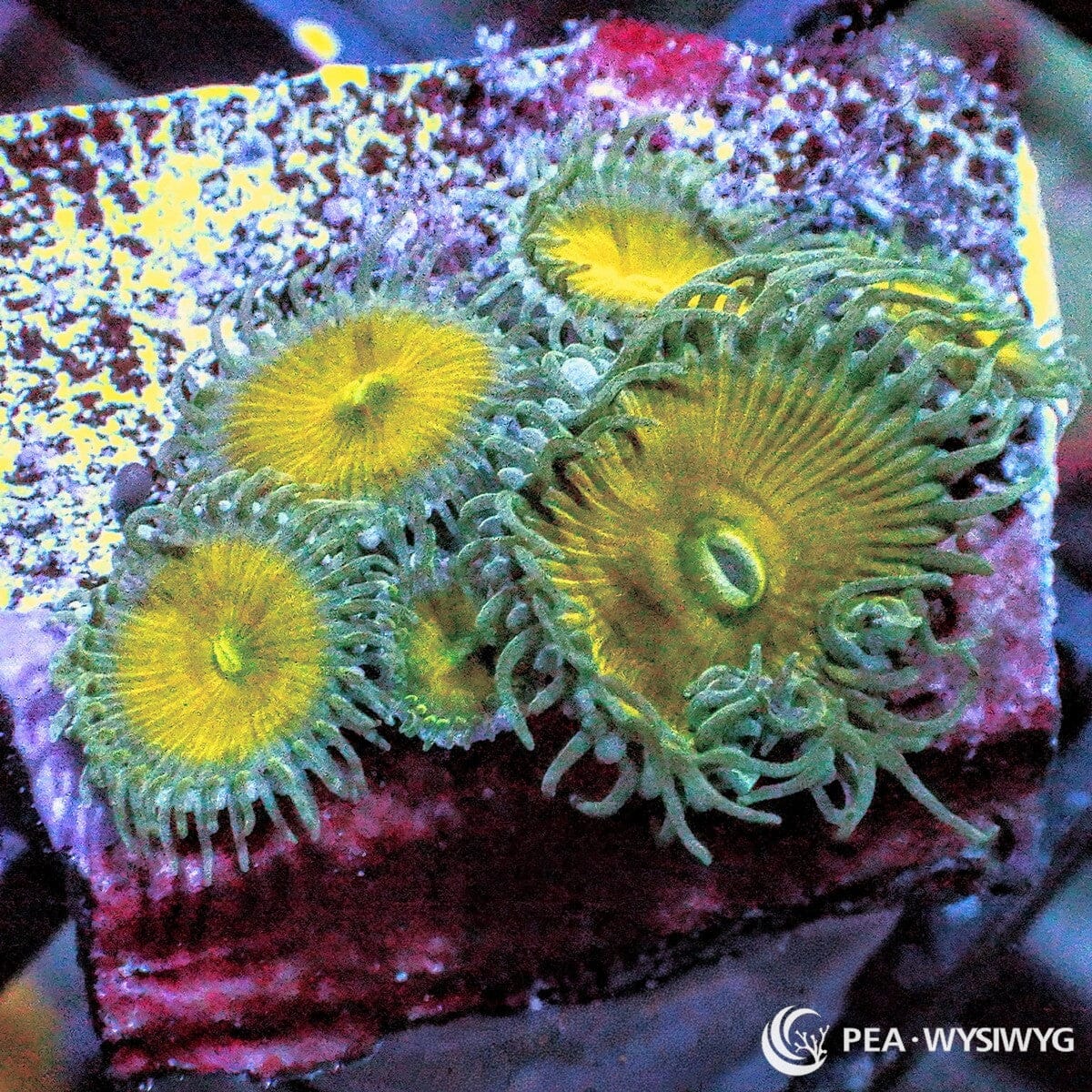 Joker Palythoas Palythoa sp. WYSIWYG colony with golden yellow centers and green to olive skirts