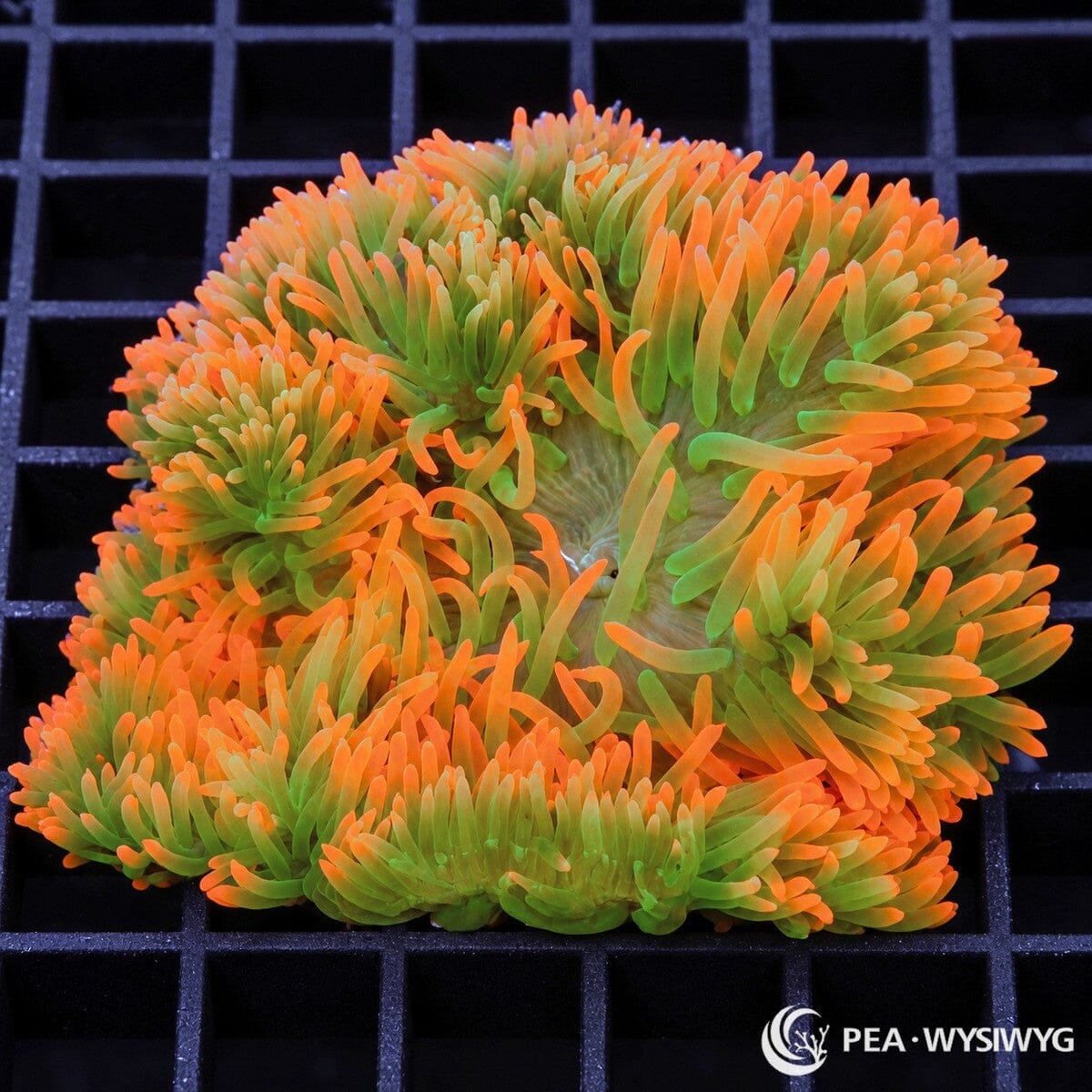 Jumbo Highlighter Rose Bubble Tip Anemone (Entacmaea quadricolor) with densely clustered fluorescent green tentacles transitioning to bright orange and peach-colored tips. WYSIWYG specimen photographed at Pacific East Aquaculture.