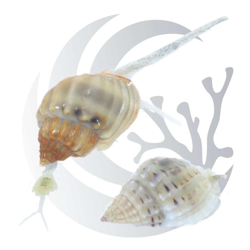 Jumbo Nassarius Snail (Nassarius distortus), scavenging sand stirrer, medium saltwater aquarium invert