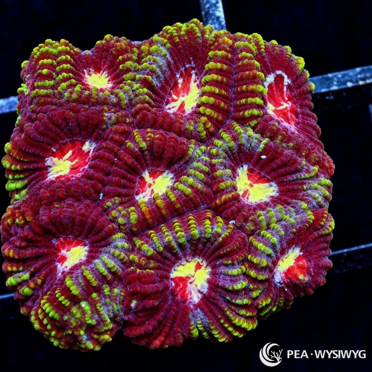 Kaleidoscope Favia Favia sp. with deep burgundy-red polyps, fluorescent yellow-green ridge highlights, and bright yellow centers