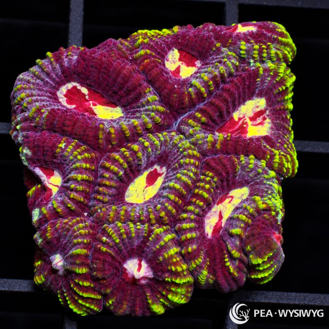 Kalidescope Favia Favia sp. with burgundy-magenta tissue, fluorescent yellow-green ridges, and bright yellow, cream, and red corallite centers