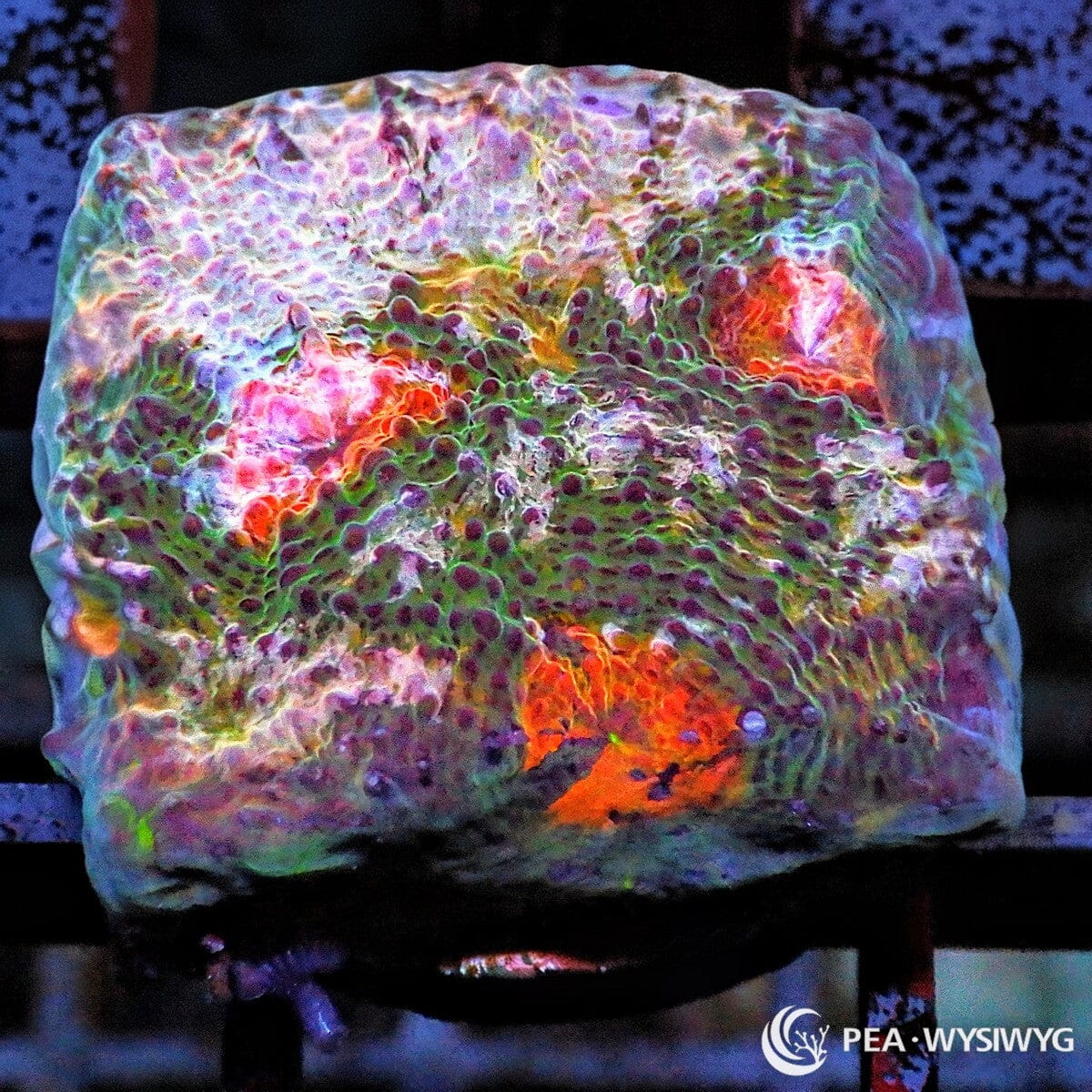 Kaleidoscope Mosaic Acan Rotundoflora LPS coral with mixed green, purple and orange coloration, WYSIWYG frag