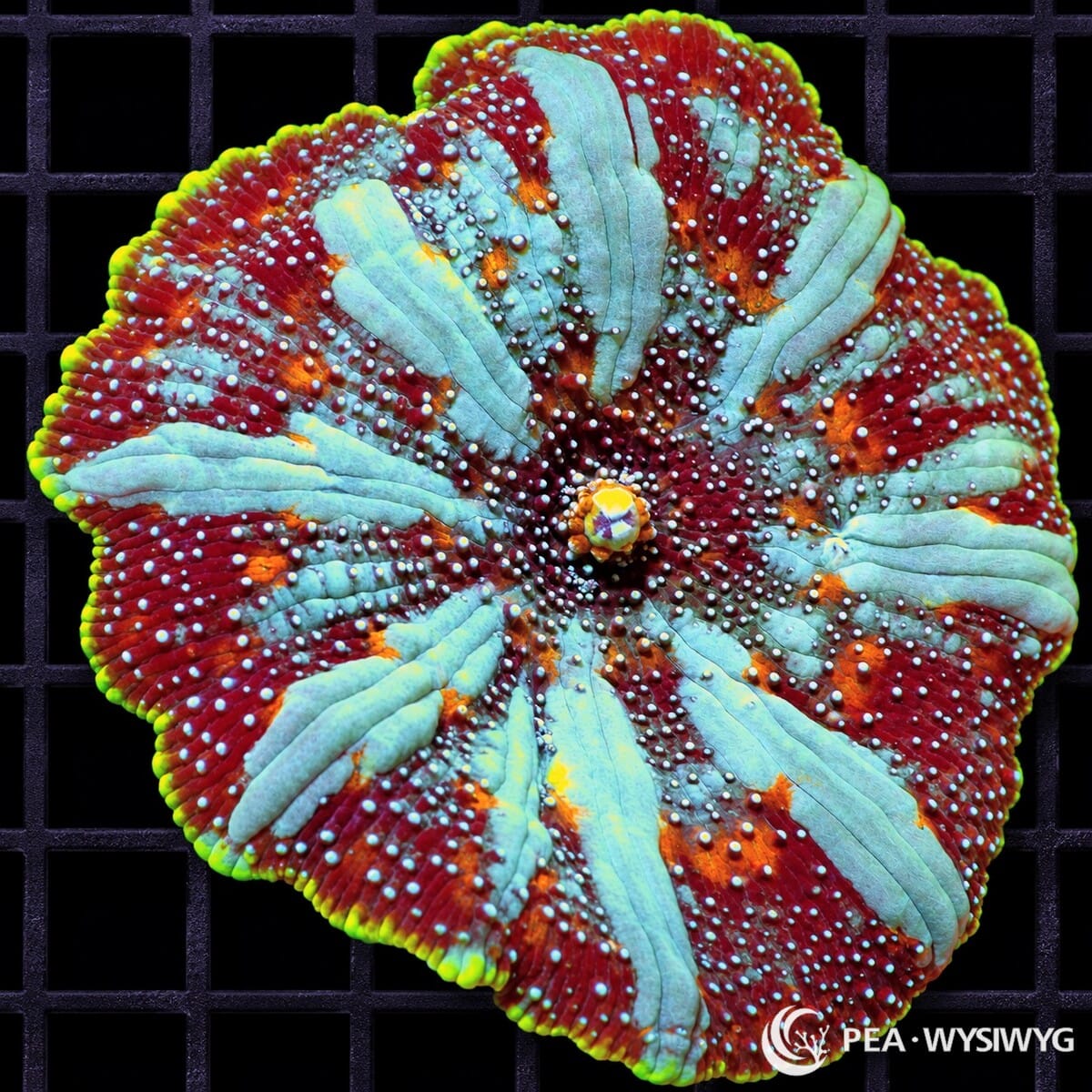 King's Crown Discosoma Mushroom Discosoma sp. WYSIWYG coral with burgundy-red tissue, pale blue-green radial bands, orange accents, and fluorescent green rim