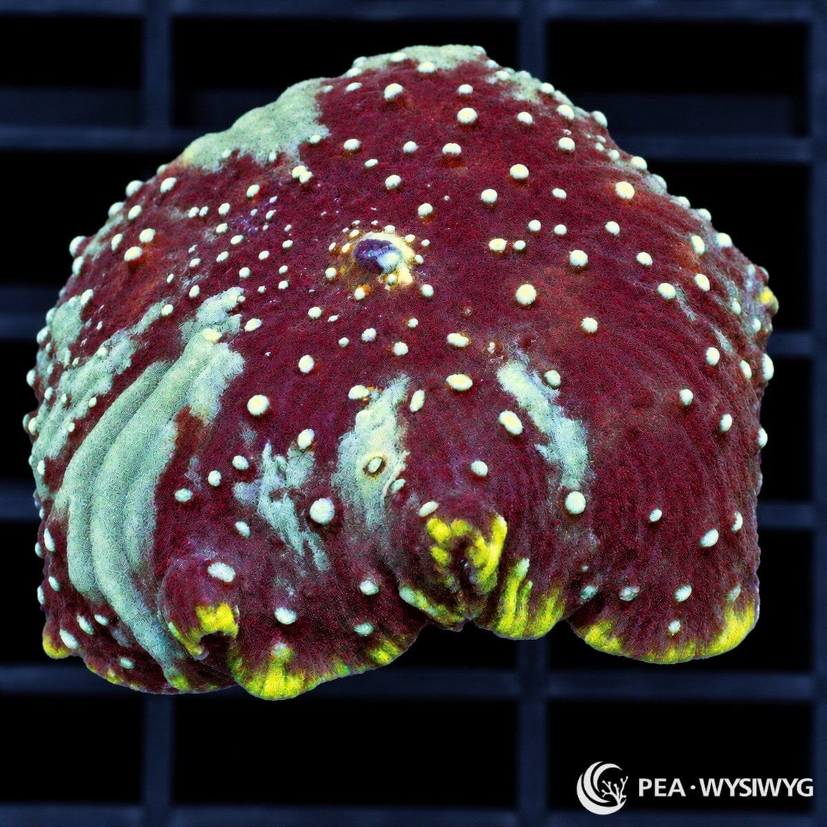 Kings Crown Discosoma Mushroom Discosoma sp. with burgundy-red tissue, pale mint-green radial markings, cream spots, and yellow-green edge highlights