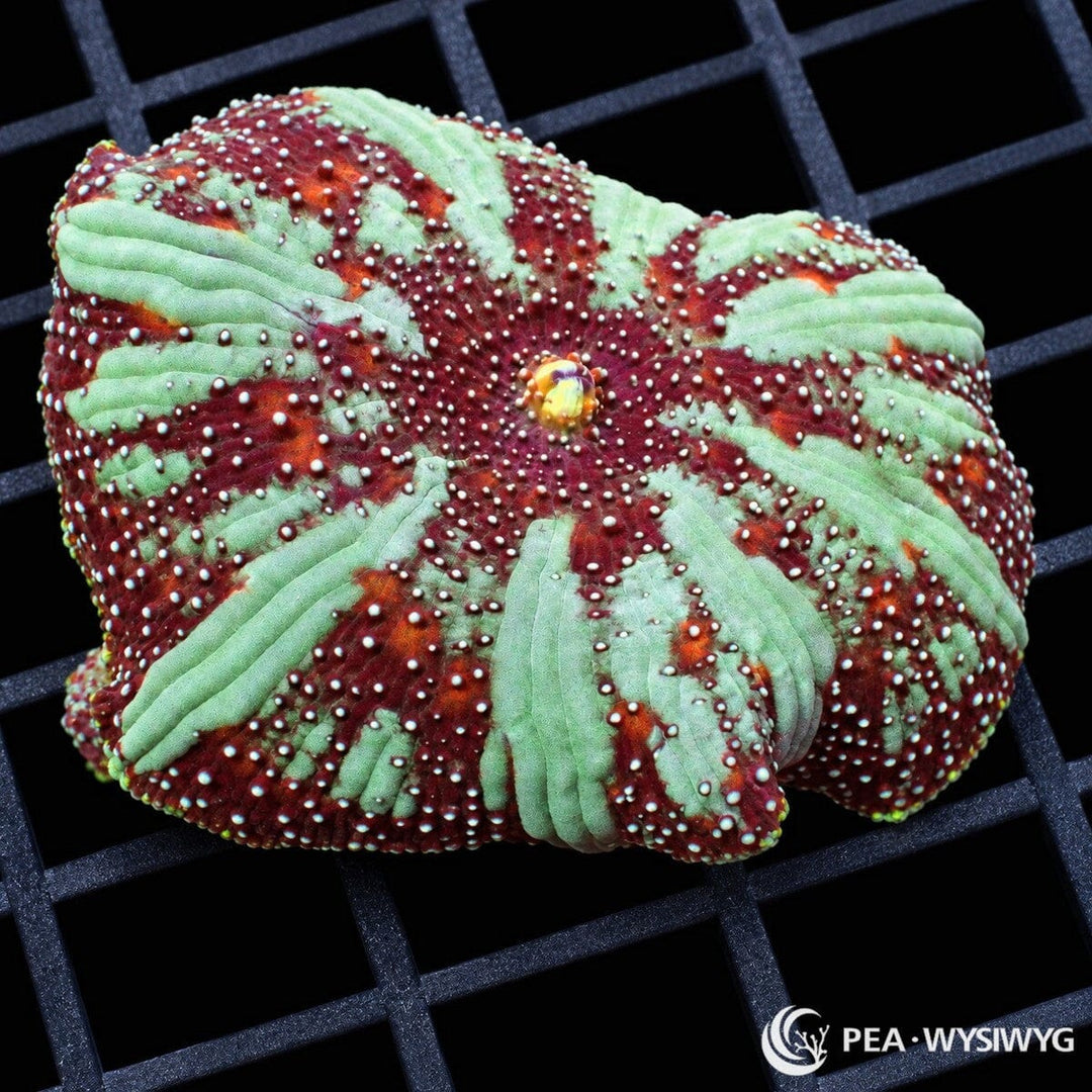 King's Crown Discosoma Mushroom Discosoma sp. with mint-green tissue, burgundy-red radial patterning, orange accents, and pale blue-white surface vesicles