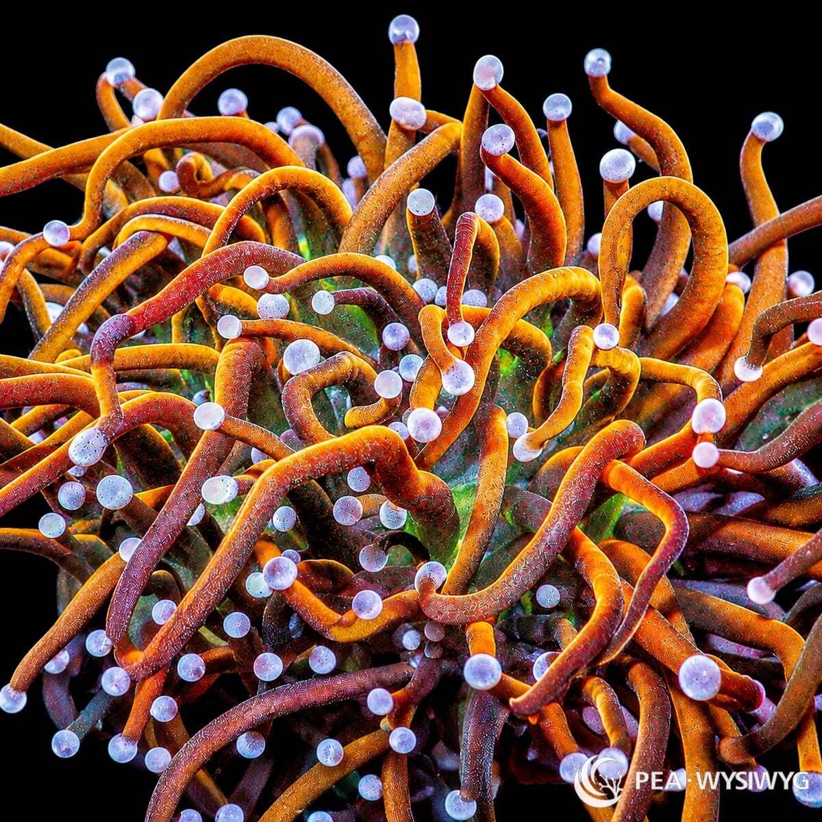 WYSIWYG King’s Ransom Torch Euphyllia coral with orange and red tentacles and blue-white tips