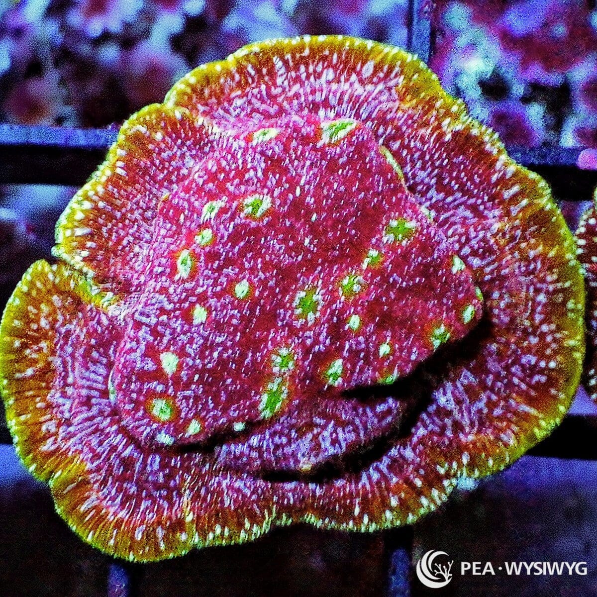 Klepto Leptoseris coral WYSIWYG frag with green and purple coloration under reef aquarium lighting