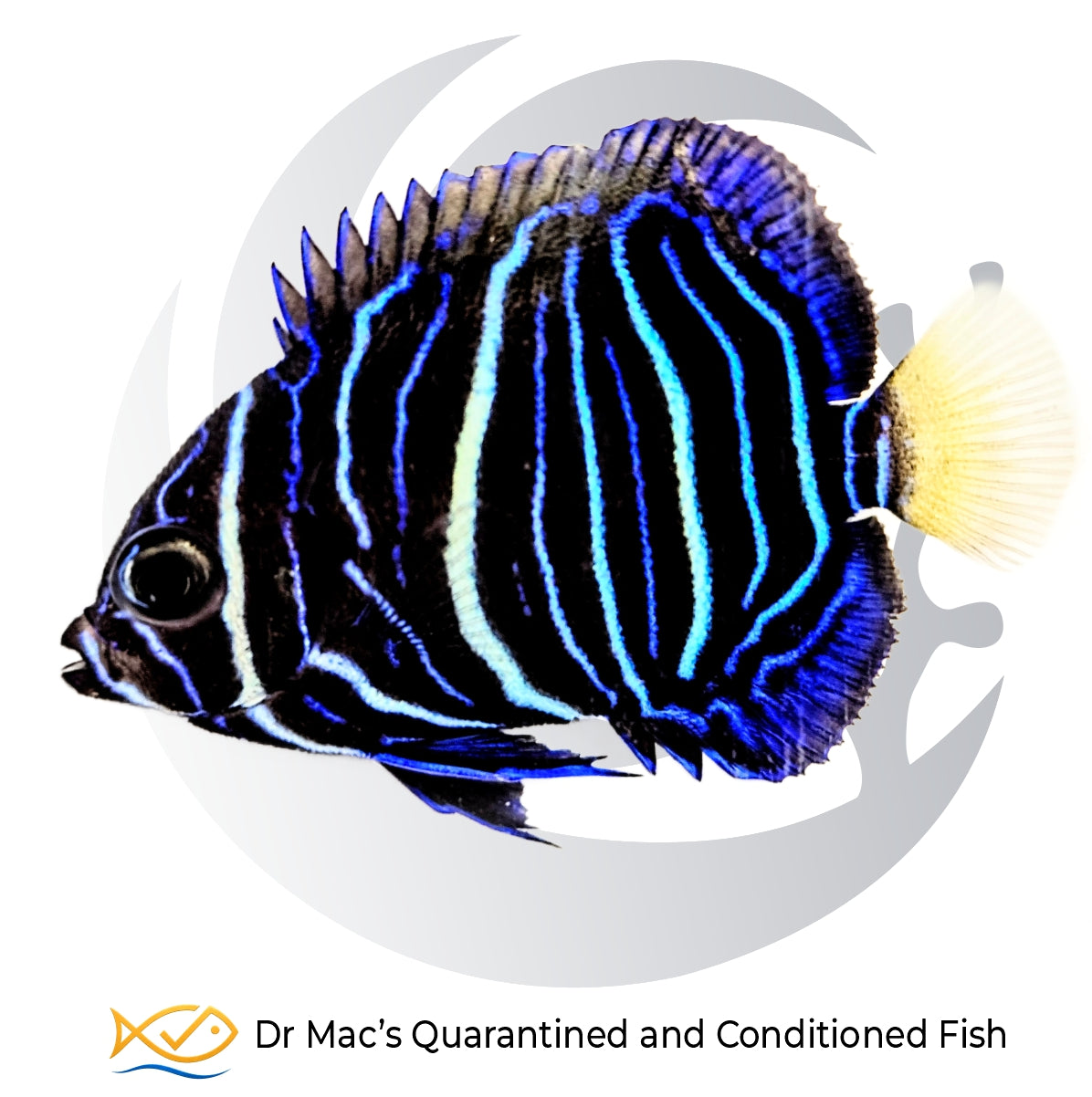 Juvenile Koran Angelfish Pomacanthus semicirculatus with dark body and vivid blue-white semicircular markings