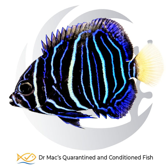 Juvenile Koran Angelfish Pomacanthus semicirculatus with dark body and vivid blue-white semicircular markings