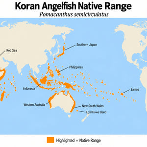 Koran Angelfish (Pomacanthus semicirculatus) native range map showing its Indo-West Pacific distribution from the Red Sea and East Africa to Samoa, southern Japan, and Australia.