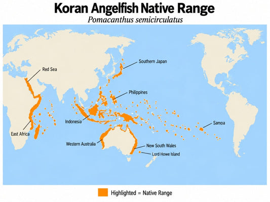 Koran Angelfish (Pomacanthus semicirculatus) native range map showing its Indo-West Pacific distribution from the Red Sea and East Africa to Samoa, southern Japan, and Australia.