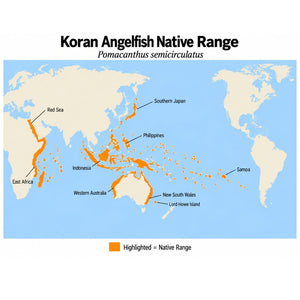 Koran Angelfish (Pomacanthus semicirculatus) native range map showing its Indo-West Pacific distribution from the Red Sea and East Africa to Samoa, southern Japan, and Australia.