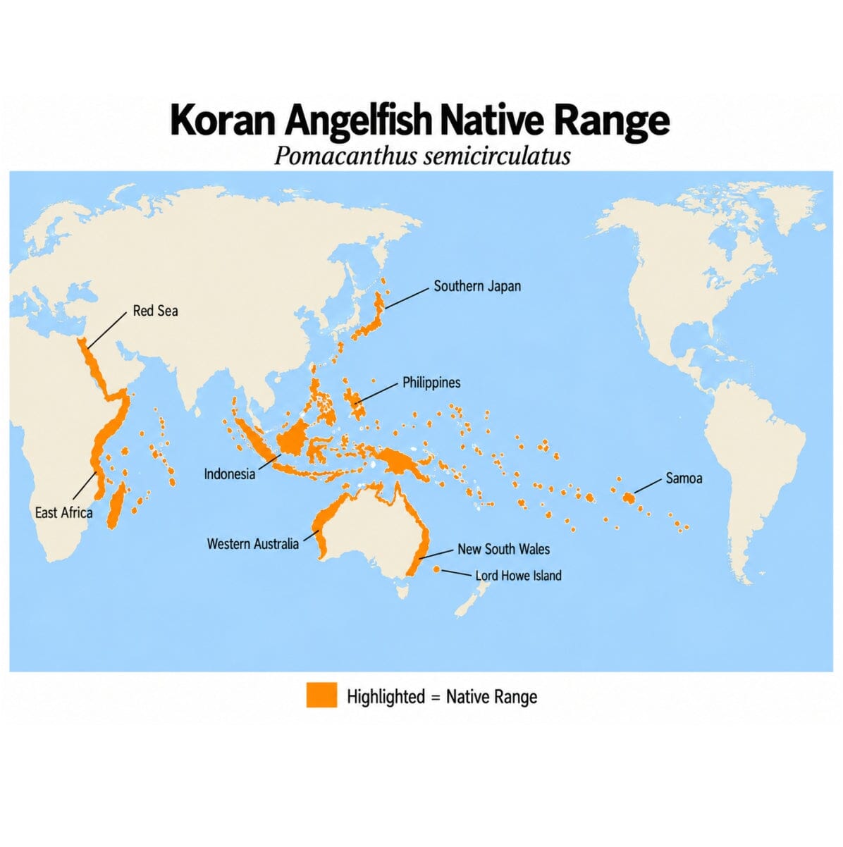 Koran Angelfish (Pomacanthus semicirculatus) native range map showing its Indo-West Pacific distribution from the Red Sea and East Africa to Samoa, southern Japan, and Australia.