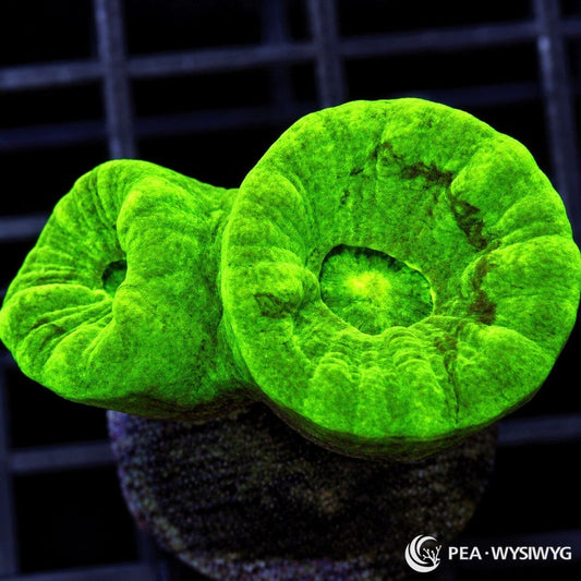 Kryptonite Candy Cane Caulastrea Caulastrea furcata coral with intensely fluorescent green fleshy trumpet-shaped polyps