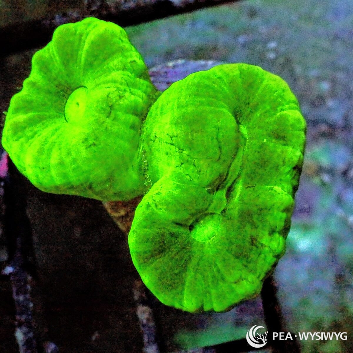 Kryptonite Candy Cane Coral Caulastrea furcata WYSIWYG neon green LPS coral frag