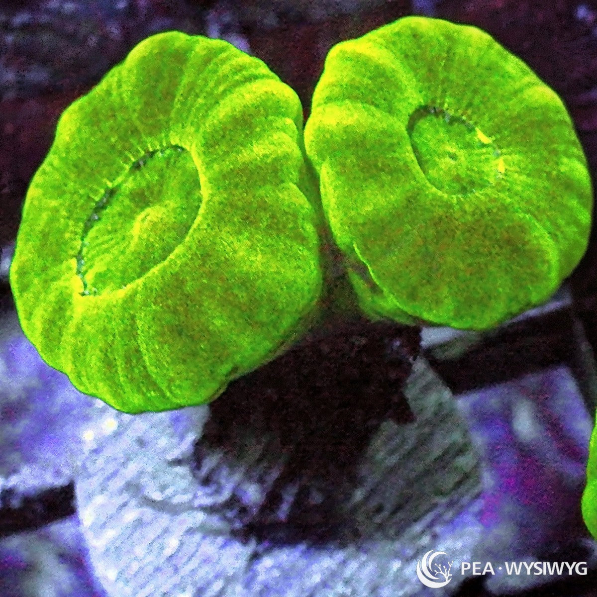 Kryptonite Caulastrea Caulastrea furcata WYSIWYG coral frag with neon green fleshy polyps, yellow green highlights, and branching candy cane coral growth