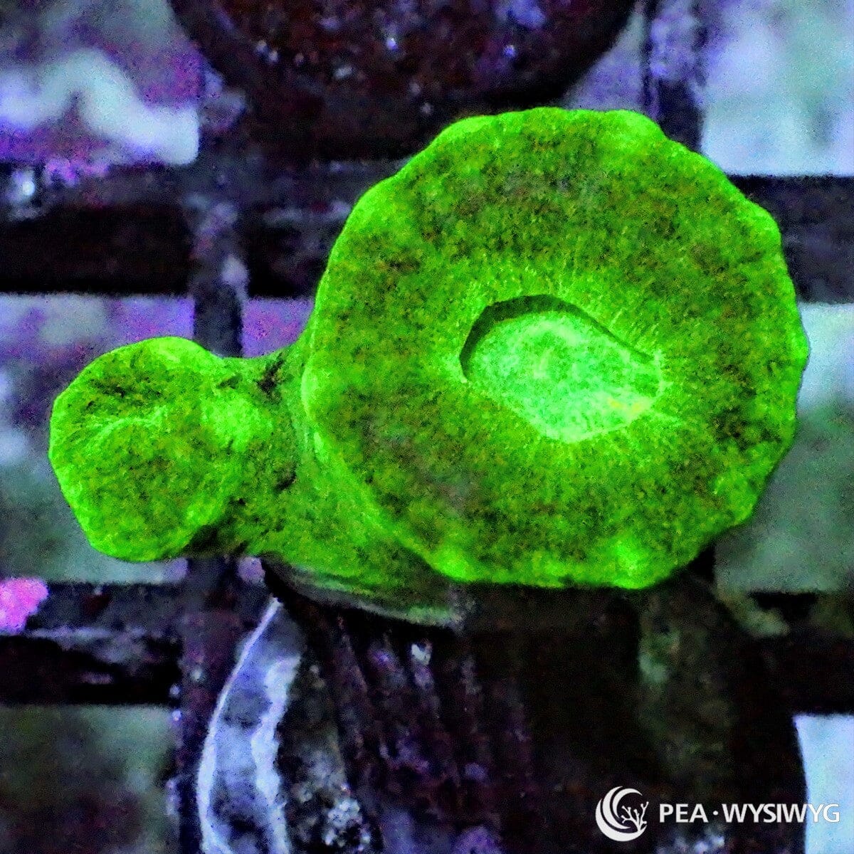Kryptonite Caulastrea coral with bright neon green heads, WYSIWYG under $25 candy cane coral frag from Pacific East Aquaculture