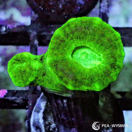 Kryptonite Caulastrea coral with bright neon green heads, WYSIWYG under $25 candy cane coral frag from Pacific East Aquaculture