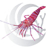 Kuekenthal's Shrimp (Lysmata kuekenthali), aiptasia control scavenger, small saltwater aquarium invert