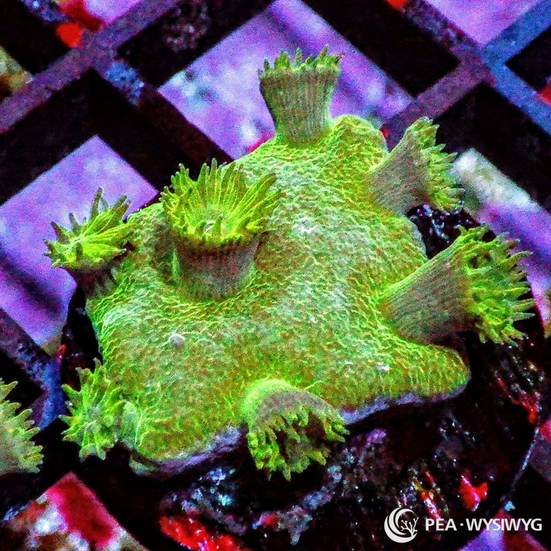 Large Polyp Pagoda Cup Turbinaria coral with green polyps and textured cup growth, WYSIWYG under $25 LPS coral frag