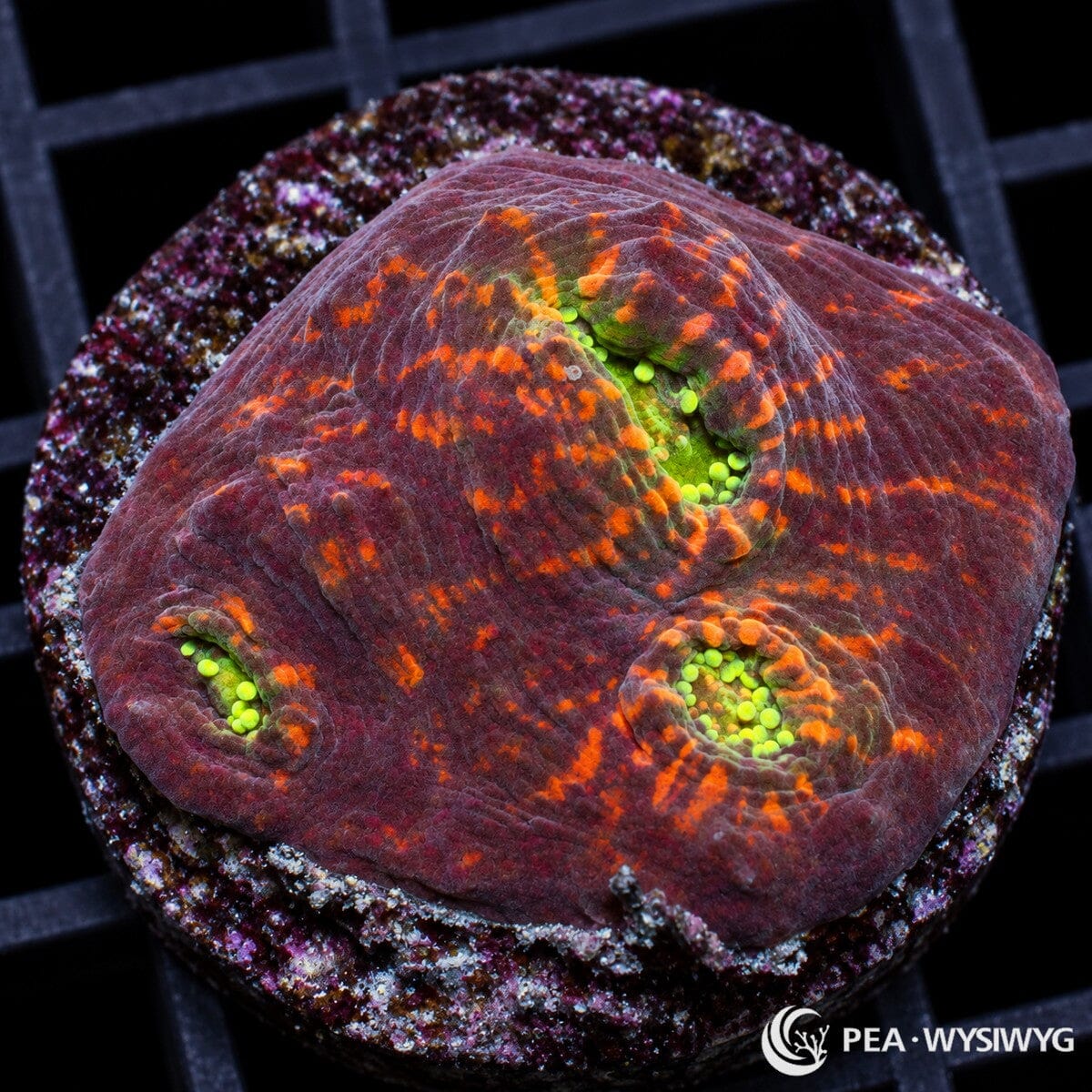 Lava Flow Chalice LPS aquacultured coral with deep burgundy-red tissue, bright orange markings, and fluorescent green centers at Pacific East Aquaculture.