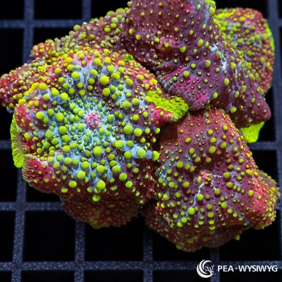 Lava Lamp Discosoma Mushrooms Discosoma sp. WYSIWYG coral frag with burgundy-purple tissue and fluorescent lime-green vesicles