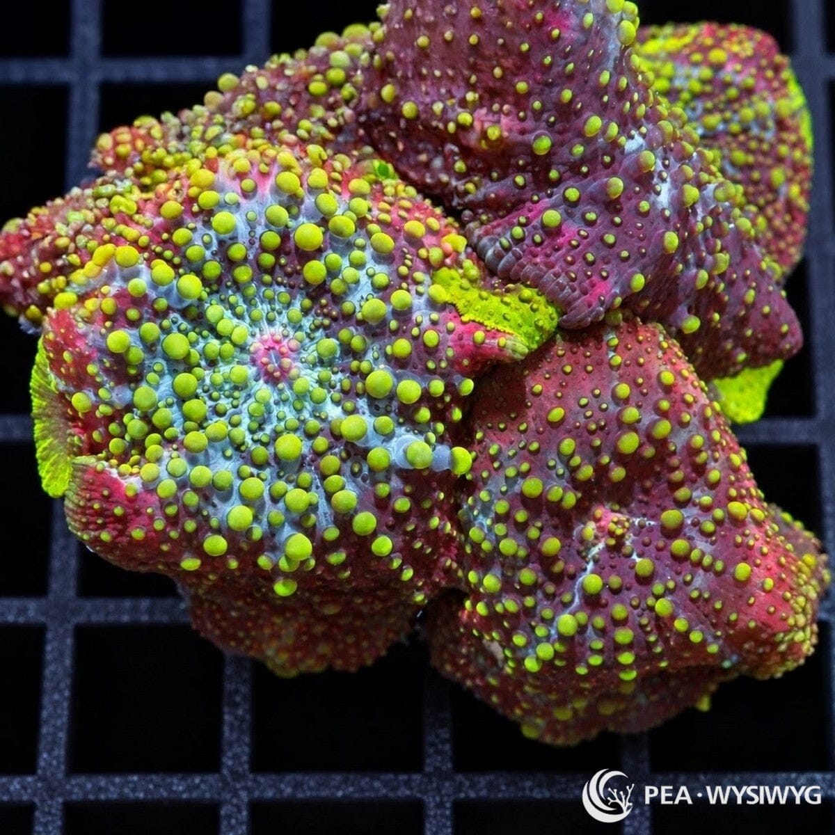 Lava Lamp Discosoma Mushrooms Discosoma sp. WYSIWYG coral frag with burgundy-purple tissue and fluorescent lime-green vesicles