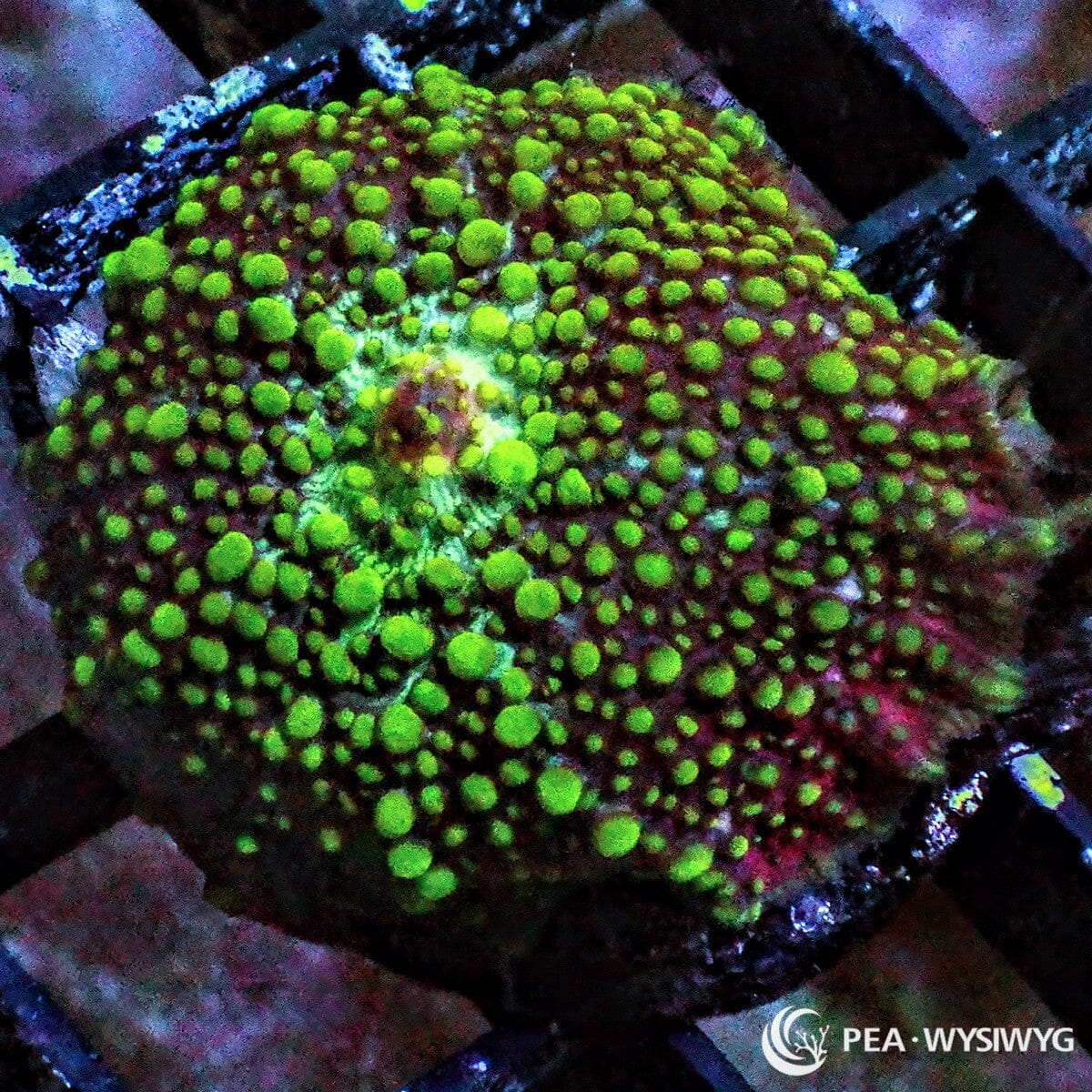 Lava Lamp Mushroom Rhodactis sp. WYSIWYG coral frag with bright green raised texture, dark red burgundy base, and colorful mushroom coral growth