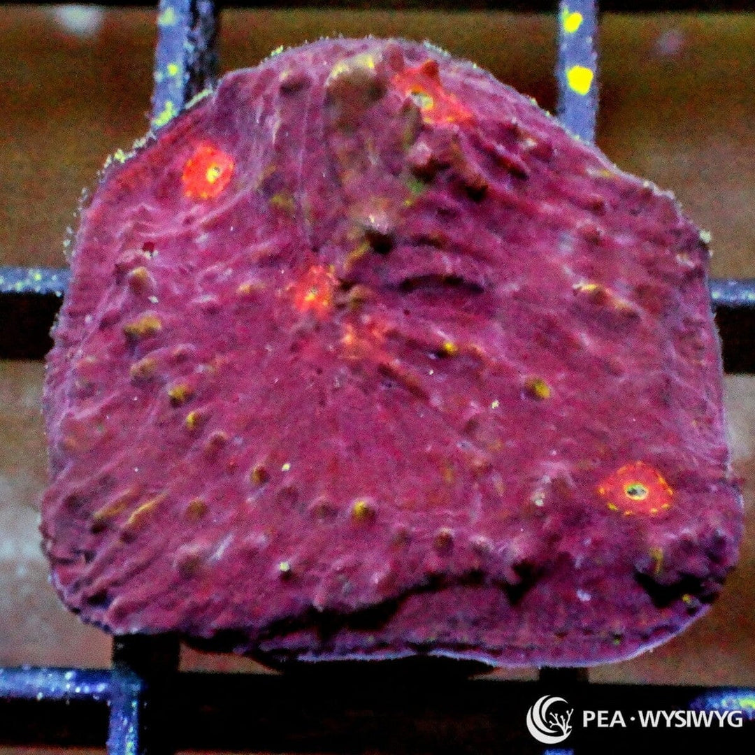 Lava Pools Chalice Echinophyllia sp. WYSIWYG coral frag with burgundy red tissue, glowing orange red eyes, yellow highlights, and textured encrusting plating growth