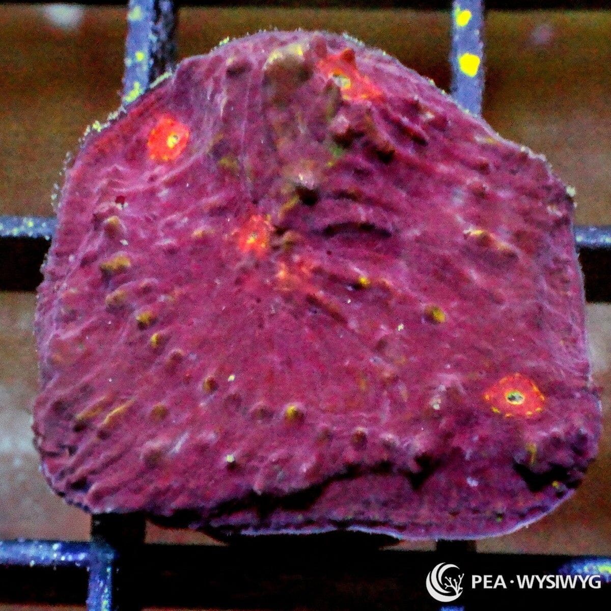 Lava Pools Chalice Echinophyllia sp. WYSIWYG coral frag with burgundy red tissue, glowing orange red eyes, yellow highlights, and textured encrusting plating growth