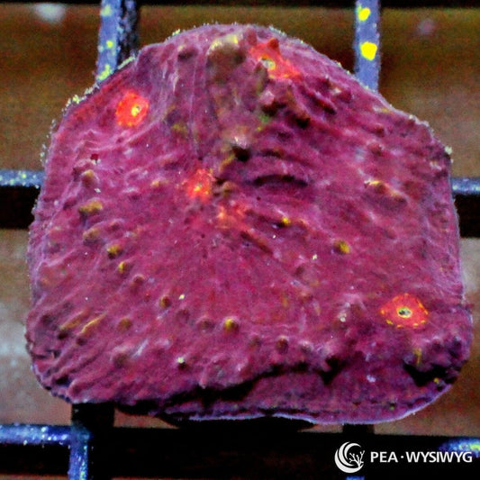 Lava Pools Chalice Echinophyllia sp. WYSIWYG coral frag with burgundy red tissue, glowing orange red eyes, yellow highlights, and textured encrusting plating growth