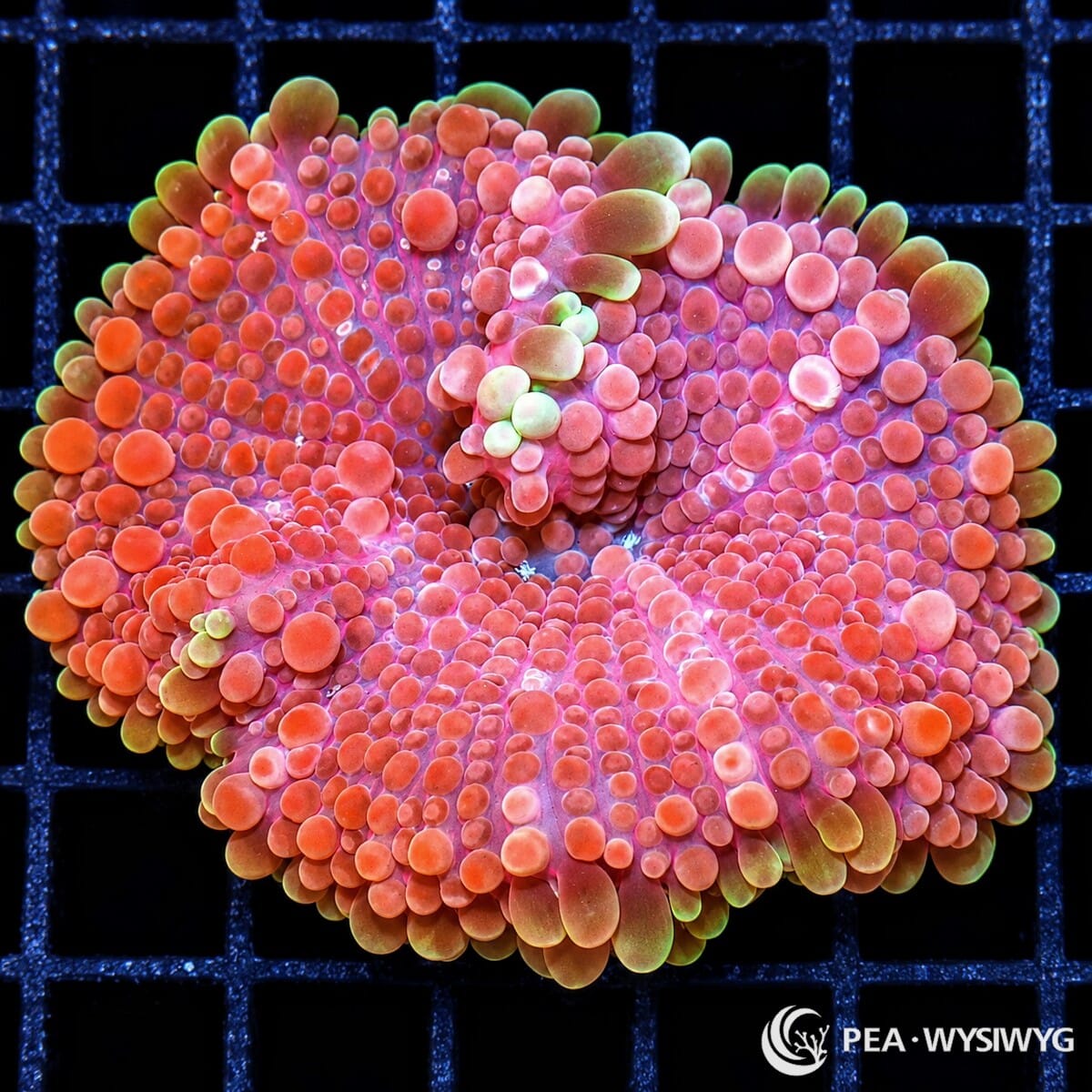 Lemon Fringed Red Ricordea Yuma Ricordea yuma WYSIWYG coral with red-pink vesicles and pale lemon-yellow outer fringe