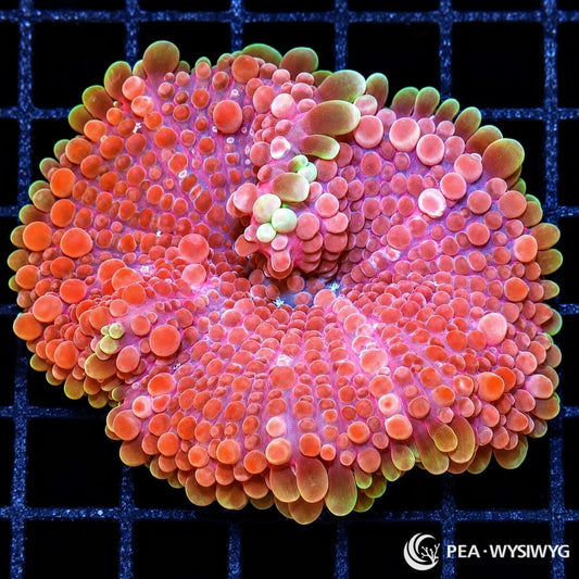 Lemon Fringed Red Ricordea Yuma Ricordea yuma WYSIWYG coral with red-pink vesicles and pale lemon-yellow outer fringe