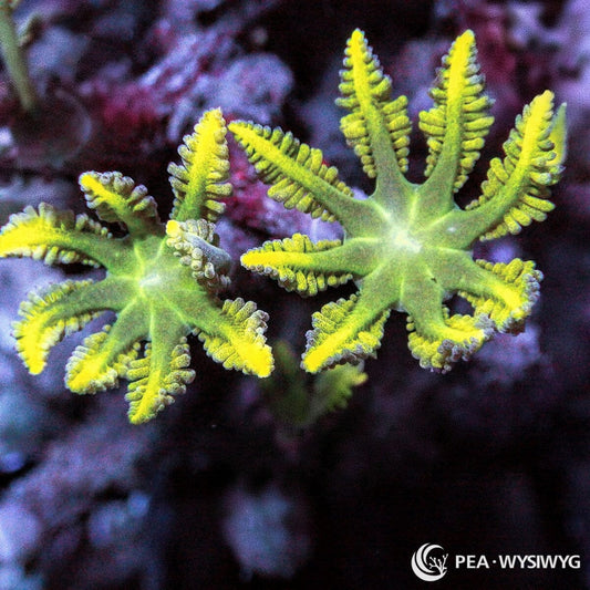 Lemon Lime Clove Polyps Clavularia sp. WYSIWYG coral with green polyps and vivid fluorescent yellow feathered tentacles
