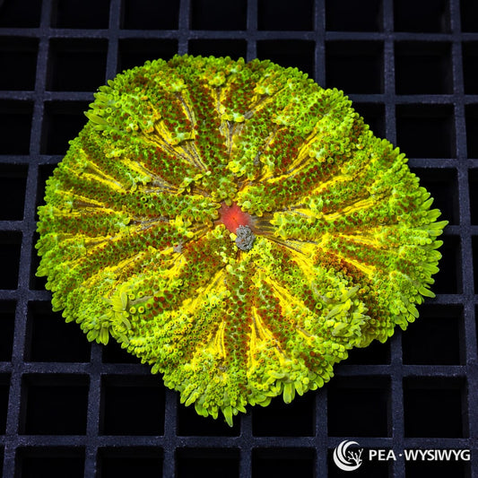Lemon Lime Maxi Mini Carpet Anemone (Stichodactyla tapetum) featuring fluorescent lime-green tentacles, brilliant yellow radial markings, reddish-orange accents, and a pinkish-red mouth. WYSIWYG specimen photographed at Pacific East Aquaculture.