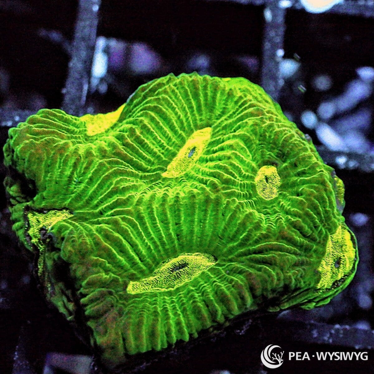Lemon Lime Platygyra Maze Brain Platygyra species WYSIWYG Under $25 LPS coral