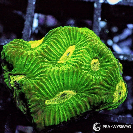 Lemon Lime Platygyra Maze Brain Platygyra species WYSIWYG Under $25 LPS coral