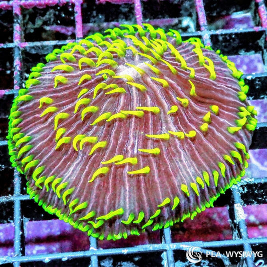 Lemon Lime Polyp Fungia Coral Fungia sp. WYSIWYG LPS plate coral with mauve body and bright green tentacles
