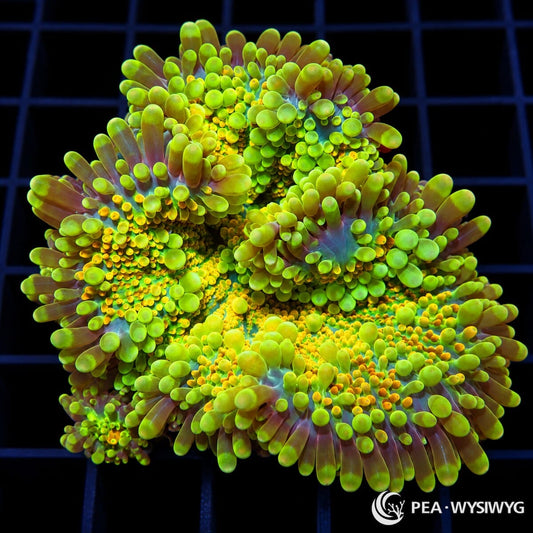 Lemon Lime Ricordea Yuma Ricordea yuma WYSIWYG coral with fluorescent lime-green tissue, yellow vesicles, and olive-lavender outer highlights